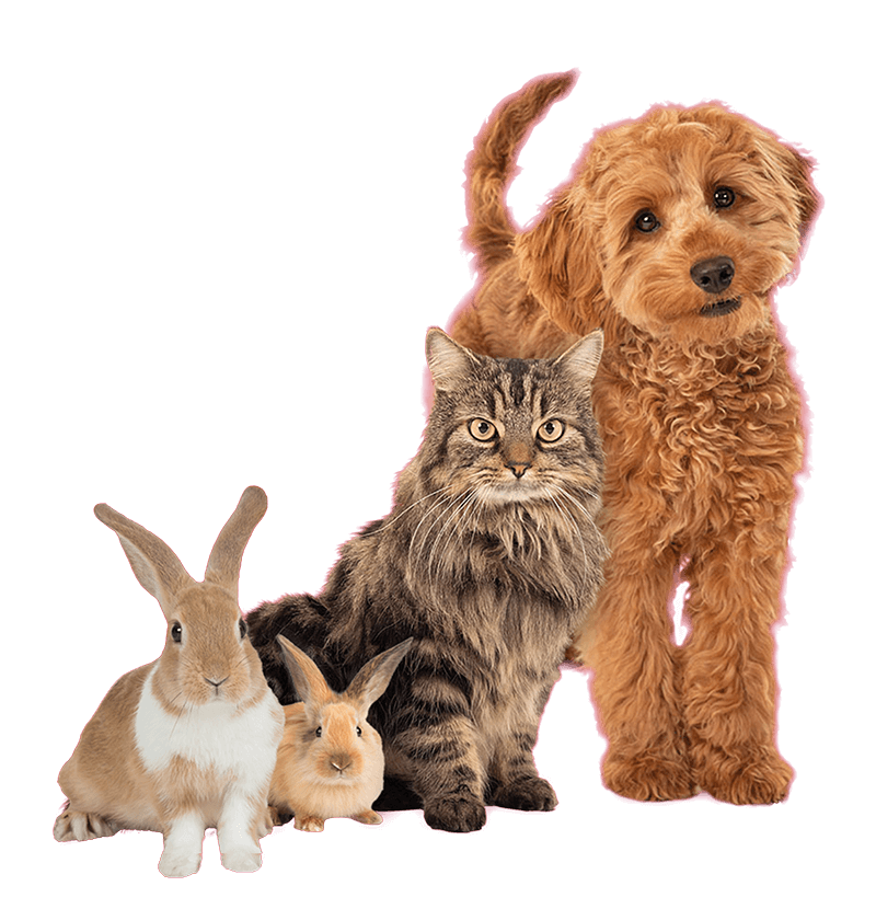 Pets at Home Petplan